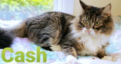 Cash