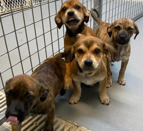 These puppies are available at White County Animal Control.