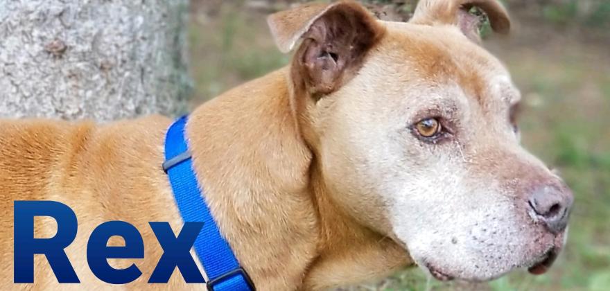 Rex
