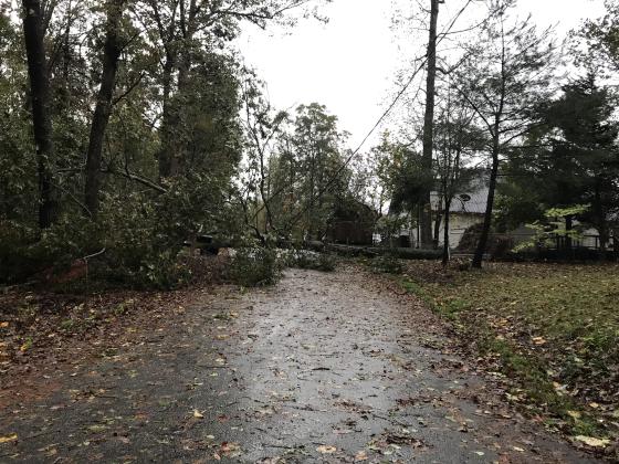 A tree fell onto a power line on Jackson Circle during the storm on Thursday, Oct. 29, knocking out power and blocking the road. (Photo/Stephanie Hill)