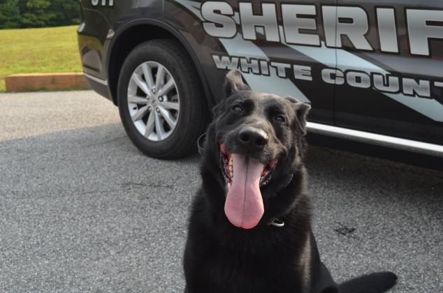 Skuter is one of two K9s with the White County Sheriff's Office. (Photo/Stephanie Hill)