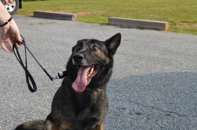 Henzo is one of two K9s with the White County Sheriff's Office. (Photo/Stephanie Hill)