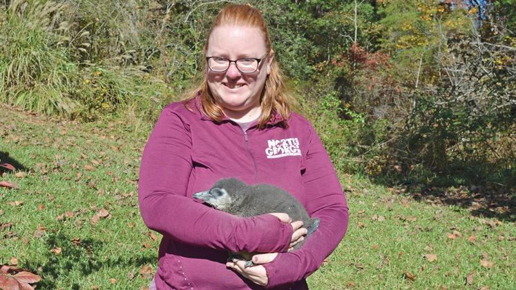 North Georgia Wildlife Park’s Melissa Burns holds a recently born African penguin, which is an endangered species. The park is home to four full-grown African penguins. (Photo/Ashley Blair)