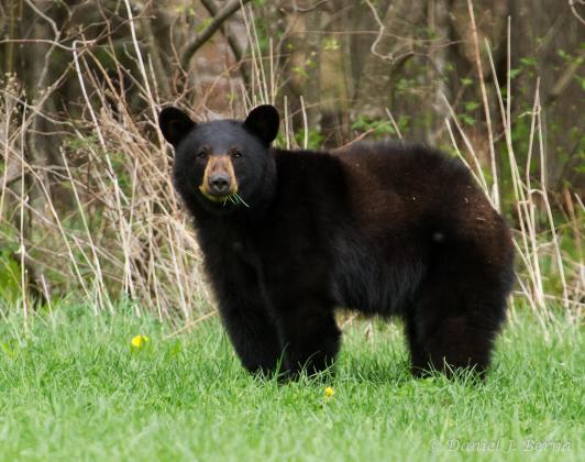Black Bear