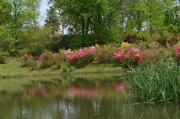 Colorful azaleas reflect on Happy Lake in the second phase of The Gardens at Eula Springs. Xavier Roberts plans to open the second phase to the public in Spring 2024. (Photo/Samantha Sinclair)