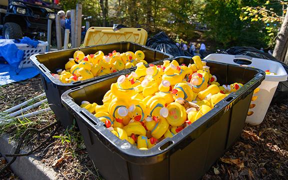 About 3,000 ducks will be released into the Chattahoochee River on Saturday in an epic race to the finish line. (Photo/Zach Taylor)