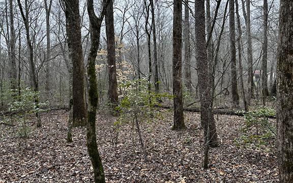 White County saw its first signs of snow this year as a snow/rain mixture fell across Helen in the afternoon hours of Monday. White County is predicted to receive more snow starting Friday. (Photo/Basil Ray)