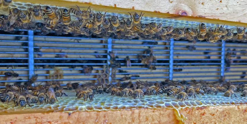 Rob Tuttle's bees, hard at work.  (Jerry Grillo photo)