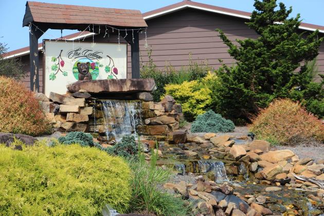 The Cottage Vineyard &amp; Winery will soon undergo a replanting of vines. DENISE ETHERIDGE/WCN PHOTO