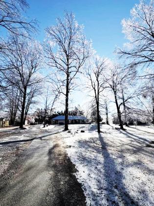 Robin DeMars's ice covered trees sparkled in the winter sun.