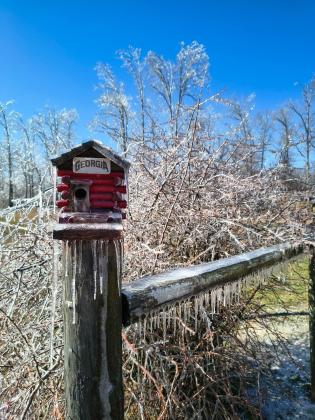 Spindly icicles covered Vicky Frankum's birdhouse and wooden fence.