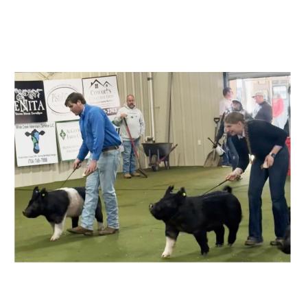 Elijah White and Cierra Bailey show their market hogs at the Agri-Science Center last Saturday. SUBMITTED PHOTO