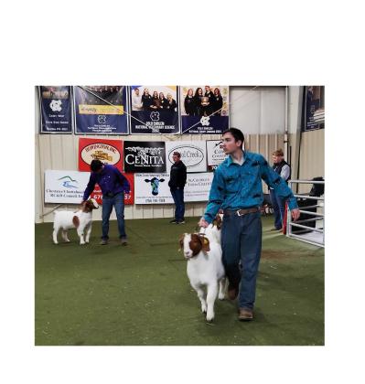 Grayson Wiley, left, and Tyler Ramey, right, show goats in the recent local livestock show. DENISE ETHERIDGE/WCN