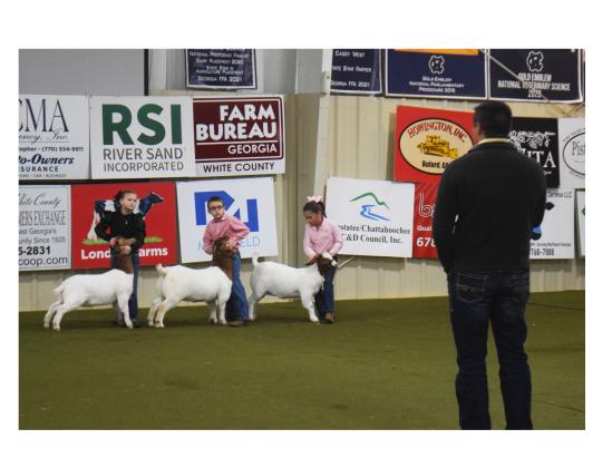 From left students Mae Dodd, Clay Keener and Ada Powell exhibit their goats to judge Cale Howington in last Saturday's local livestock show. DENISE ETHERIDGE/WCN