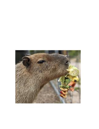 Kiwi the capybara relaxes at North Georgia Wildlife &amp; Safari Park, which has been nominated for Best Safari Park in the 2026 USA TODAY 10Best Readers’ Choice Awards. SUBMITTED PHOTO