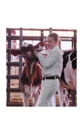 Madi London waits her turn to show her dairy heifer at last week's local livestock show.