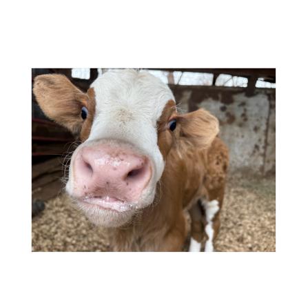 The Townleys hope that Golden Boy, a Fleckvieh bull calf born on Valentine’s Day of this year, will make for a good show bull. CARLY HENDERSON/WCN