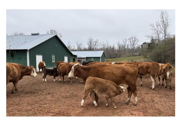 One of the Townleys' cows nurses its calf. CARLY HENDERSON/WCN