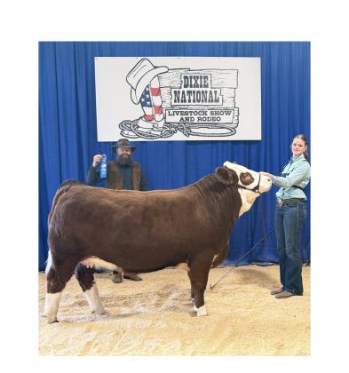 MacKenzie Sullens competed at the Dixie National Livestock Show and Rodeo with a Fleckvieh Simmental from TNT Simmental Farm. SUBMITTED PHOTO