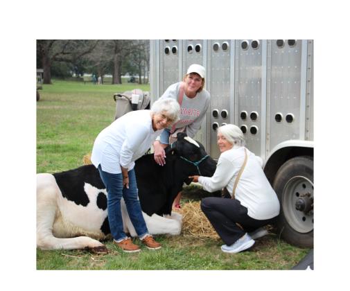 Attendees pose for a photo with a cow from London Farms during the Cows Come Home Celebration. CARLY HENDERSON/WCN
