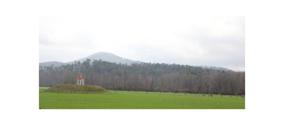 Cows graze in the pasture near the Nacoochee Mound during the Cows Come Home Celebration at Hardman Farm State Historic Site on March 7. See more photos on page 6A. CARLY HENDERSON/WCN