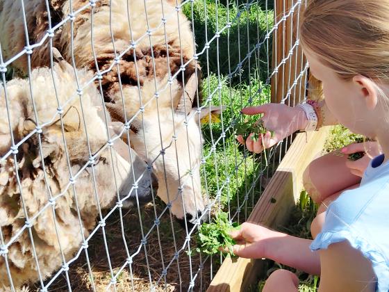 Children feed the sheep at Skitts Mountain Farms during a family-friendly Easter event on March 28.