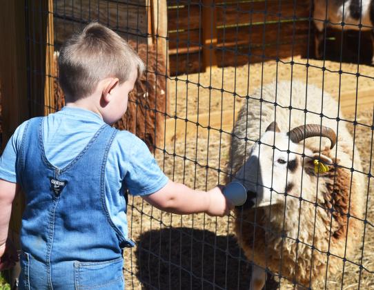 Children feed the sheep at Skitts Mountain Farms during a family-friendly Easter event on March 28.