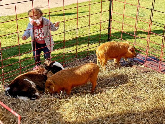 A toddler views livestock during a past Agri-Fest event. FILE PHOTO