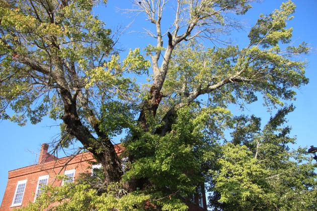 This tree will be removed from the Historic Courthouse grounds. DENISE ETHERIDGE/WCN