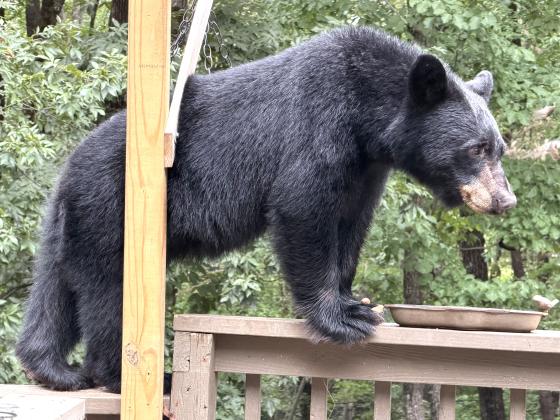 A local black bear went in search of food, possibly orange marmalade, and found bird seed to snack on. Local author and White County News columnist Emory Jones snapped this photo when he saw the bear climb up onto his second floor back deck this past September. Slice of Life photos run in black and white on page 4A of the print White County News, and in color on the newspaper’s website.