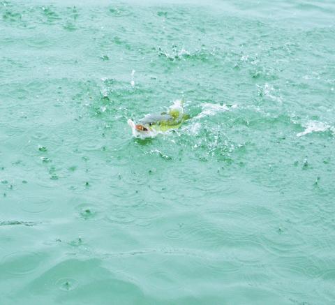 A fish is reeled in by fishing guide Josh Fowler. PHOTO/MICHAEL ISOM