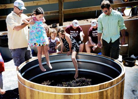 Yonah Mountain Vineyards is celebrating the harvest season at the 10th annual Crush Fest this Saturday, Aug. 24. Along with live music, food and drink, the festival will feature traditional barefoot grape stomping.