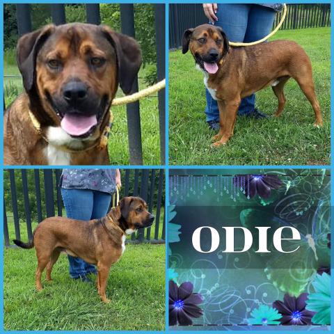 Odie