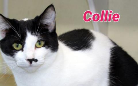 Collie
