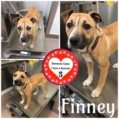 Finney