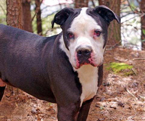 Diesel 