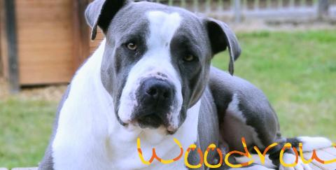 Woodrow
