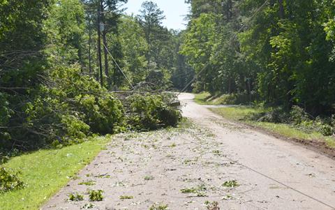 A tree takes down multiple power lines on Stancel Road. (Photo/Noah Johnson)
