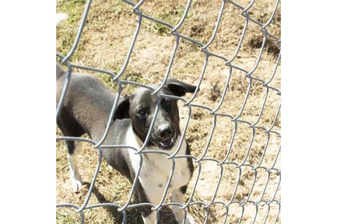Shep enjoys some outside time at Smithgall Humane Society. (Photo/Noah Johnson)