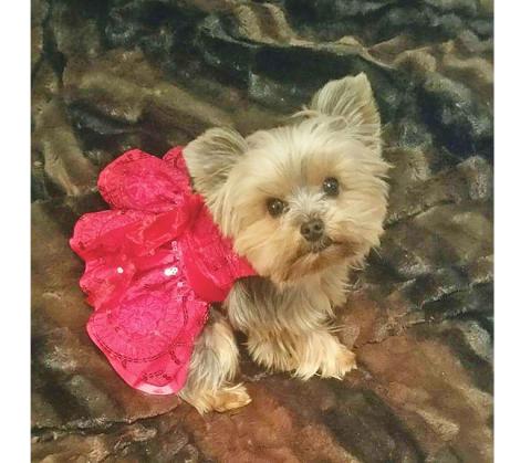 Linda Higgins’ designs include this sparkly dress modeled by a furry friend. (Photo/submitted)