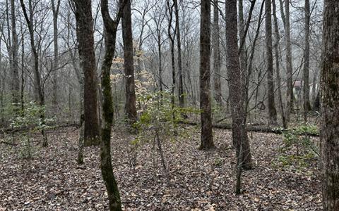 White County saw its first signs of snow this year as a snow/rain mixture fell across Helen in the afternoon hours of Monday. White County is predicted to receive more snow starting Friday. (Photo/Basil Ray)