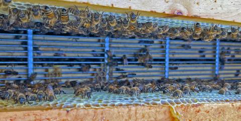 Rob Tuttle's bees, hard at work.  (Jerry Grillo photo)