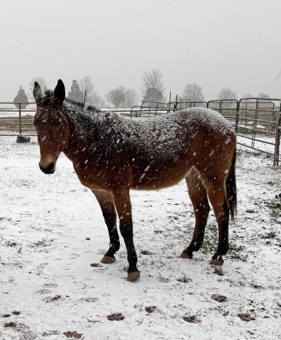 Among all of our pasture “pets,” Maggie is the queen. More than 20 years ago, I bought the red mule with black stockings from my friend and farrier, Eddy McFarlin. This week, Maggie got dusted with snow. And when I called her, the queen trotted to the barn for a handful of sweet-feed reward. SUBMITTED PHOTO