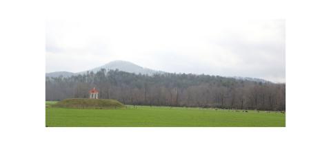 Cows graze in the pasture near the Nacoochee Mound during the Cows Come Home Celebration at Hardman Farm State Historic Site on March 7. See more photos on page 6A. CARLY HENDERSON/WCN