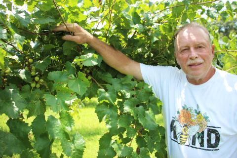 Lloyd Allison is owner and founder of Tesnatee River Winery & Meadery. He grows muscadine grapes and is a beekeeper. PHOTOS BY CARLY HENDERSON/WCN