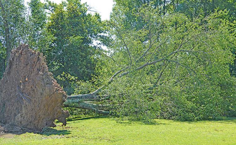 A collapsed tree on Asbury Mill Road as a result of the severe thunderstorm on June 25. (Photo/Noah Johnson)