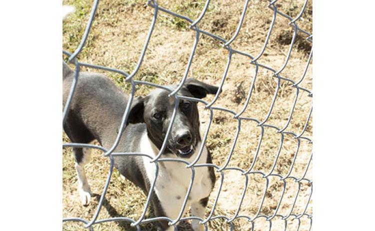 Shep enjoys some outside time at Smithgall Humane Society. (Photo/Noah Johnson)