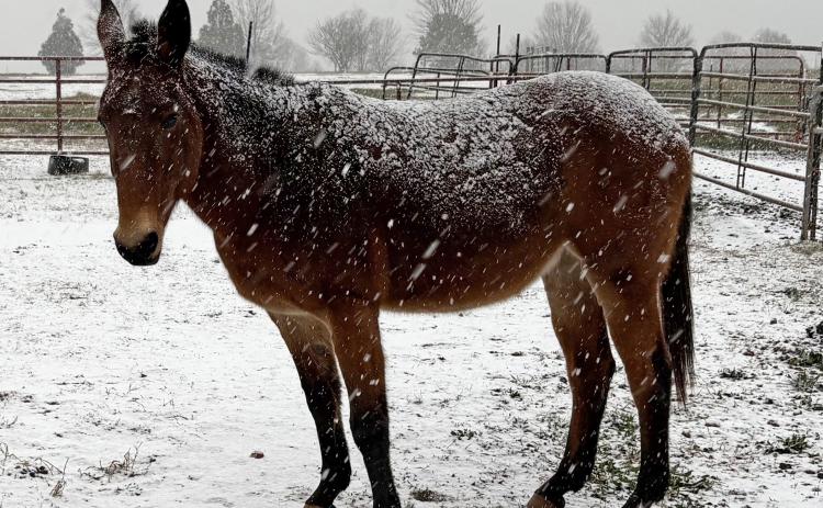 Among all of our pasture “pets,” Maggie is the queen. More than 20 years ago, I bought the red mule with black stockings from my friend and farrier, Eddy McFarlin. This week, Maggie got dusted with snow. And when I called her, the queen trotted to the barn for a handful of sweet-feed reward. SUBMITTED PHOTO