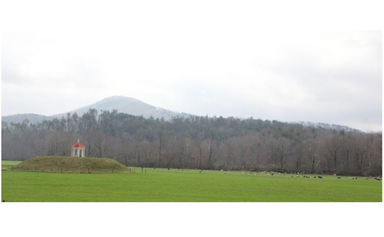 Cows graze in the pasture near the Nacoochee Mound during the Cows Come Home Celebration at Hardman Farm State Historic Site on March 7. See more photos on page 6A. CARLY HENDERSON/WCN