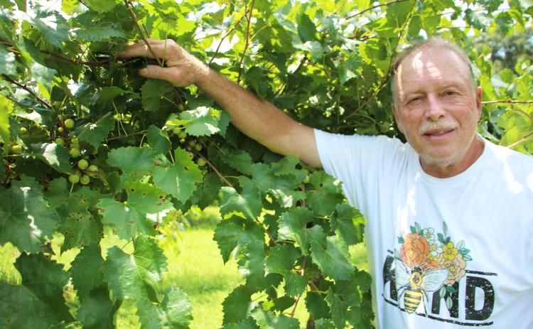 Lloyd Allison is owner and founder of Tesnatee River Winery & Meadery. He grows muscadine grapes and is a beekeeper. PHOTOS BY CARLY HENDERSON/WCN